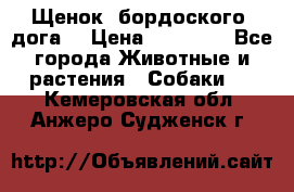 Щенок  бордоского  дога. › Цена ­ 60 000 - Все города Животные и растения » Собаки   . Кемеровская обл.,Анжеро-Судженск г.